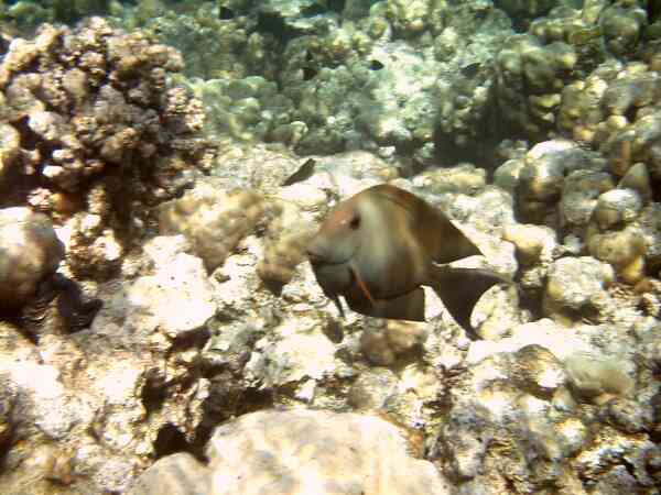 Surgeonfish - Striped Bristletooth Surgeonfish - Striped Bristletooth