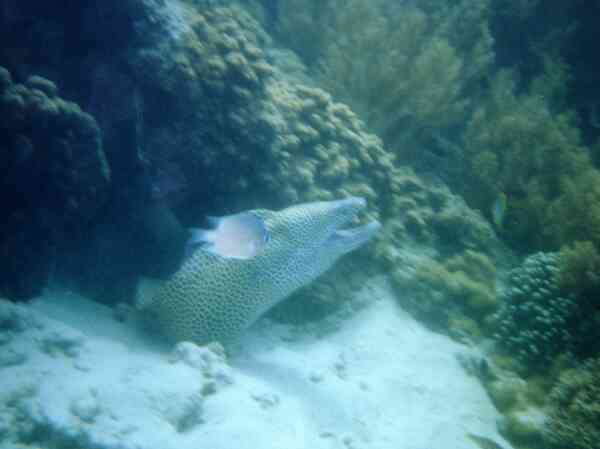 Moray - Peppered Moray Eel