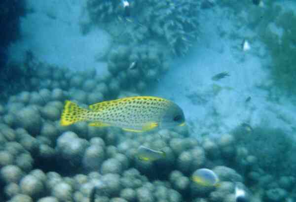 Grunts - Blackspotted Sweetlips