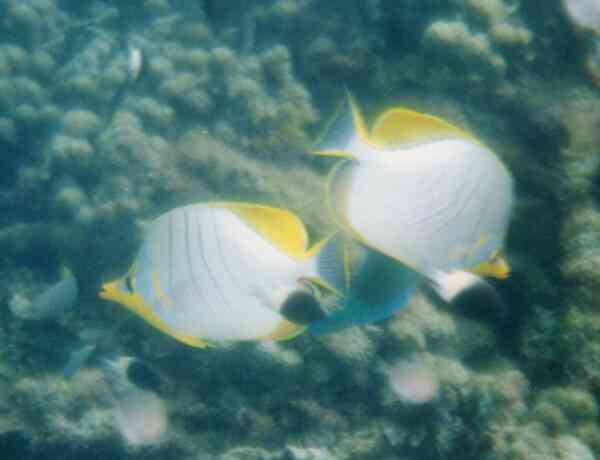 Butterflyfish - Yellowhead Butterflyfish