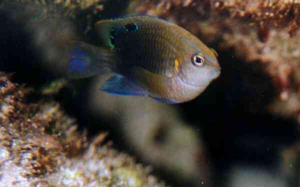 Damselfish - Onespot Demoiselle