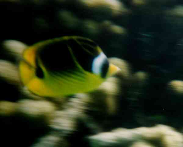 Butterflyfish - Racoon Butterflyfish