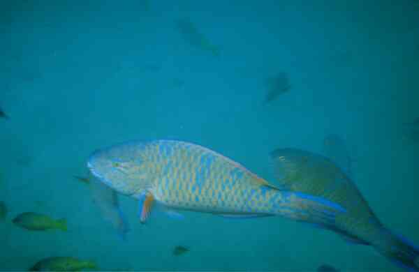 Parrotfish - Bluebarred Parrotfish