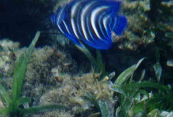 Angelfish - Semicircle Angelfish