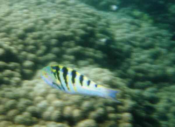 Wrasse - Sixbar Wrasse