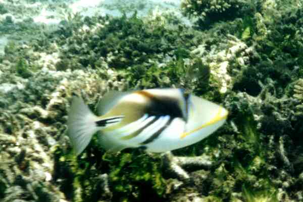 Triggerfish - Picasso Triggerfish