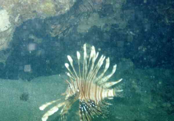 Lionfish - Lionfish