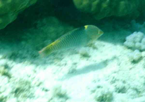 Wrasse - Checkerboard Wrasse