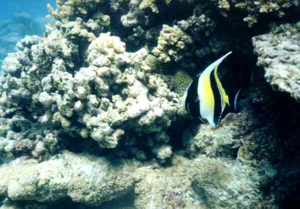 Surgeonfish - Moorish Idol