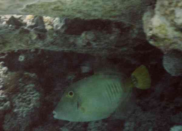 Filefish - Barred Filefish