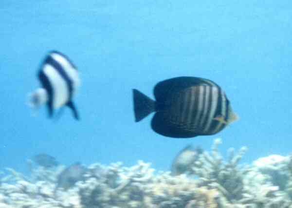 Surgeonfish - Desjardini Sailfin Tang