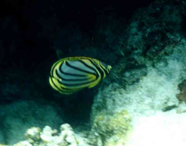Butterflyfish - Ornate Butterflyfish
