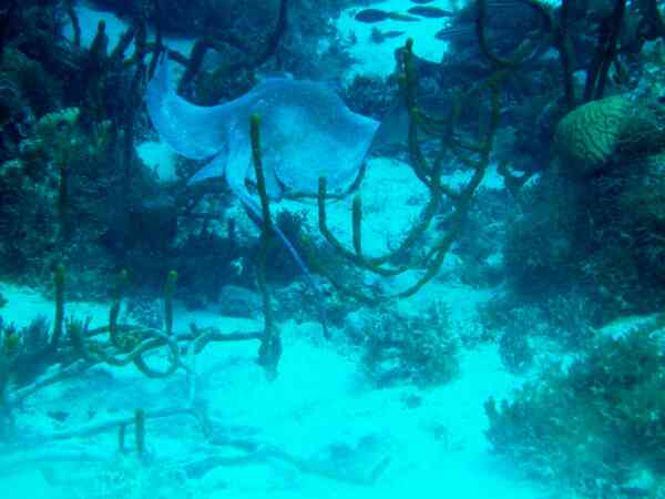 Stingrays - Southern Stingray