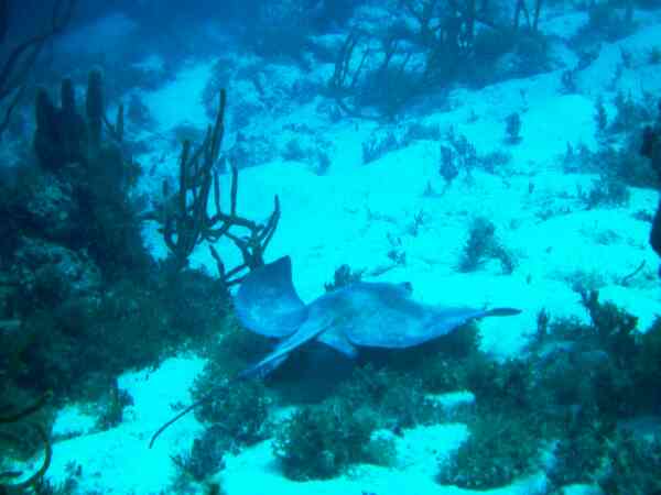 Stingrays - Southern Stingray