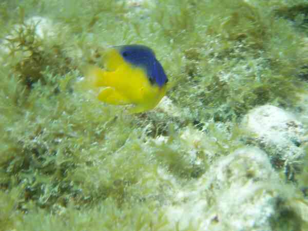 Damselfish - Beaugregory Damselfish