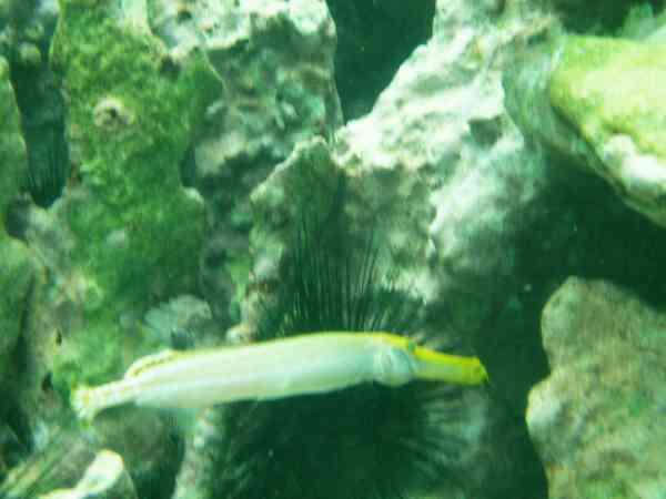 Trumpetfish - Trumpetfish