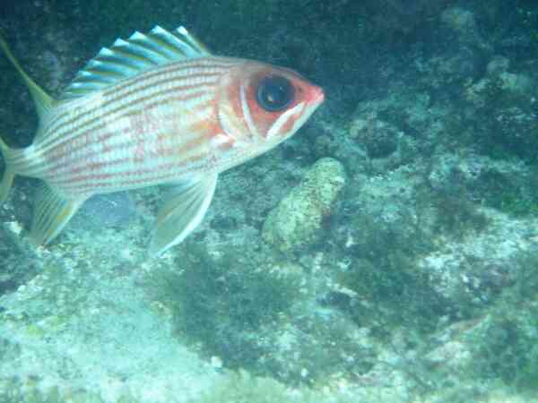 Squirrelfish - Longspine Squirrelfish