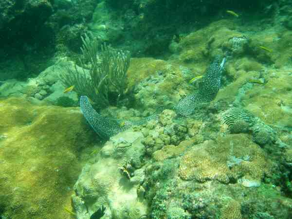 Moray - Spotted Moray