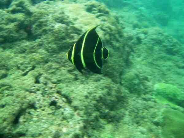 Angelfish - French Angelfish