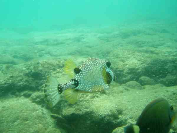 Trunkfish - Smooth Trunkfish