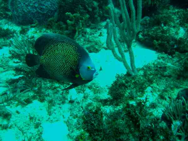 Angelfish - French Angelfish