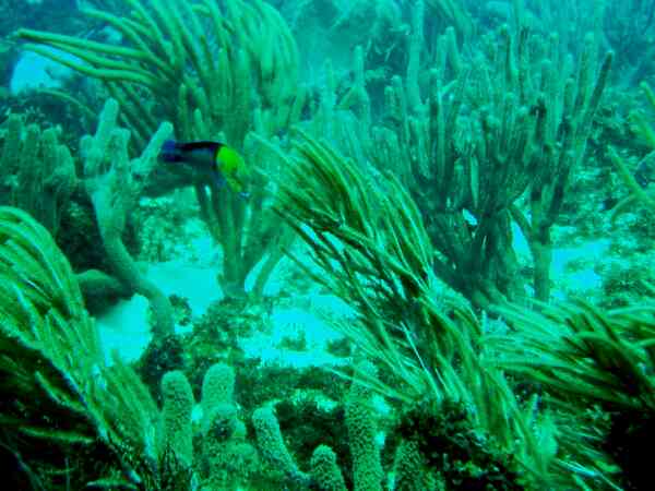 Wrasse - Yellowhead Wrasse