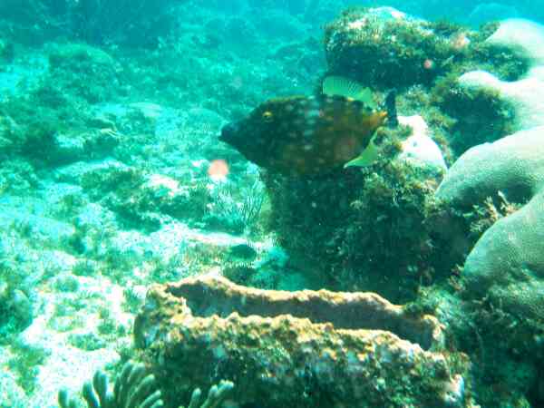 Filefish - Whitespotted Filefish