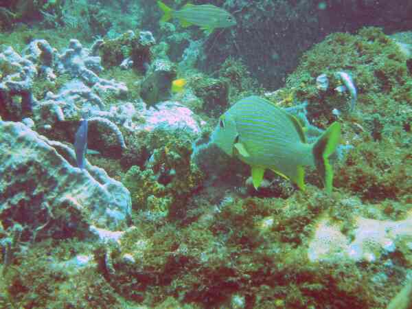 Grunts - Bluestriped Grunt Grunts - Bluestriped Grunt