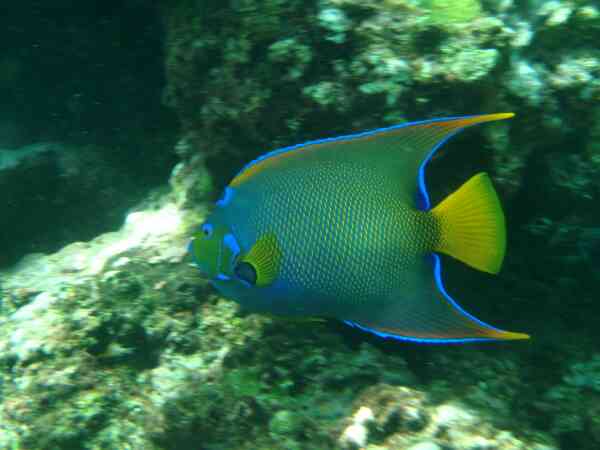 Angelfish - Queen Angelfish