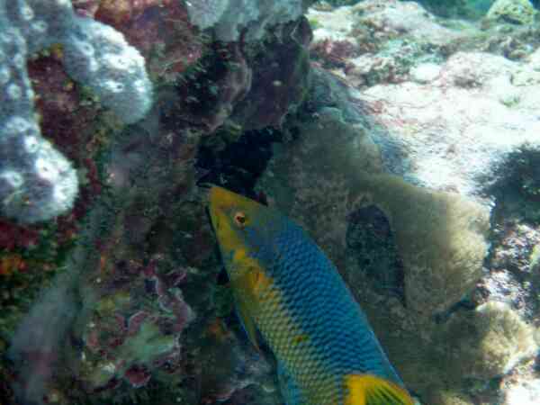 Hogfish - Spanish Hogfish Hogfish - Spanish Hogfish