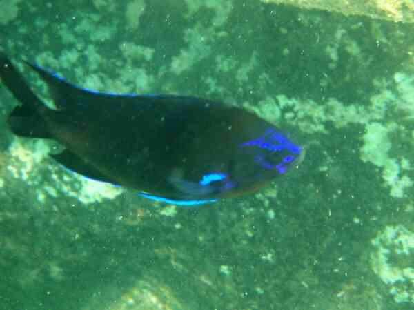 Damselfish - Bluefin Damselfish