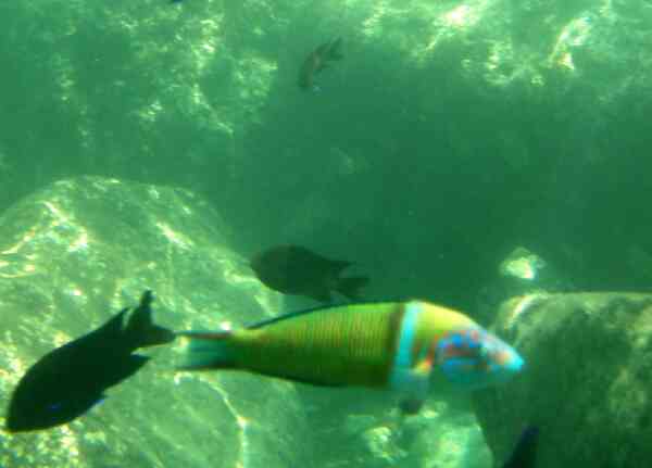 Wrasse - Turkish Wrasse