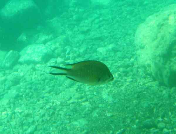 Damselfish - Mediterranean Damselfish