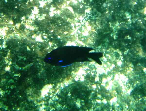 Damselfish - Bluefin Damselfish