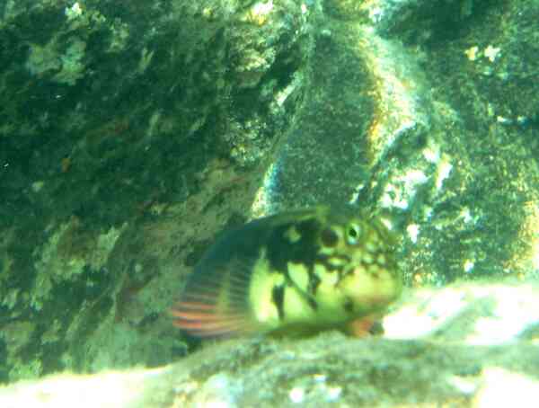 Blennies - Redlip Blenny