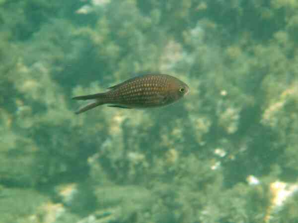 Damselfish - Mediterranean Damselfish