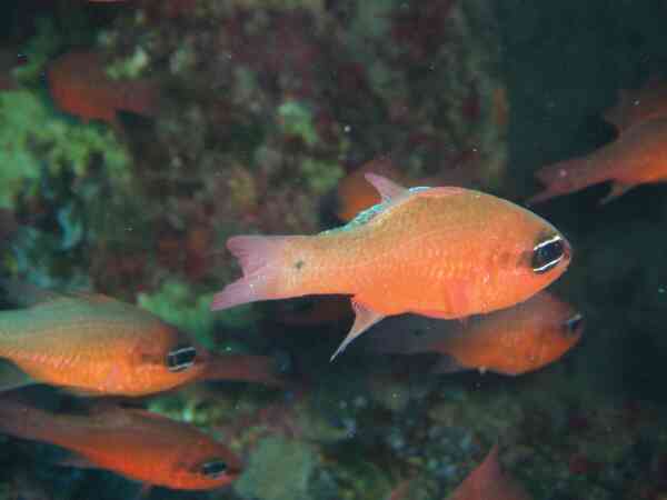 Cardinalfish - Mediterranean Cardinalfish