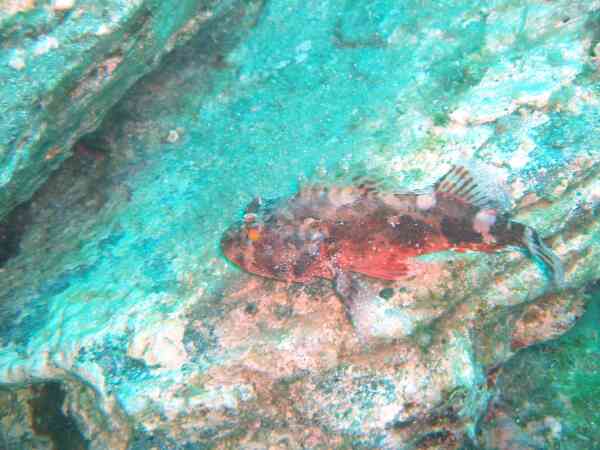 Scorpionfish - Red Scorpionfish