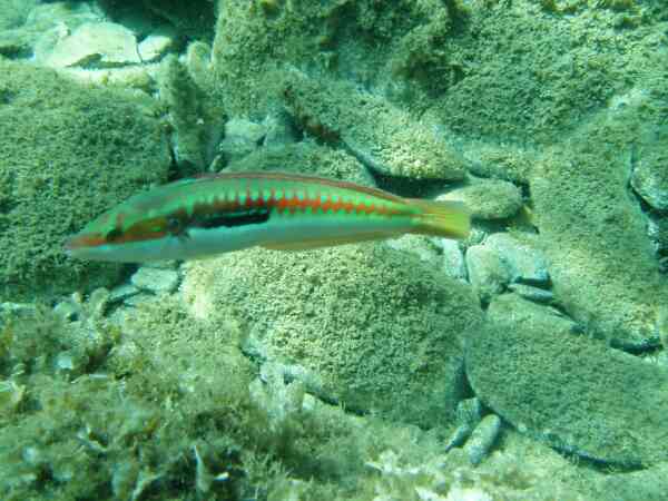 Wrasse - Rainbow Wrasse