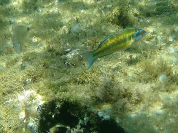 Wrasse - Turkish Wrasse