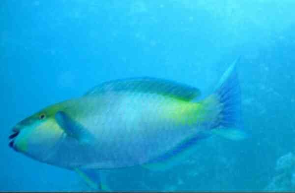 Parrotfish - Rusty Parrotfish Parrotfish - Rusty Parrotfish