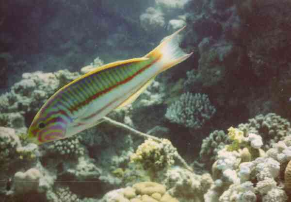 Wrasse - Klunzingers Wrasse