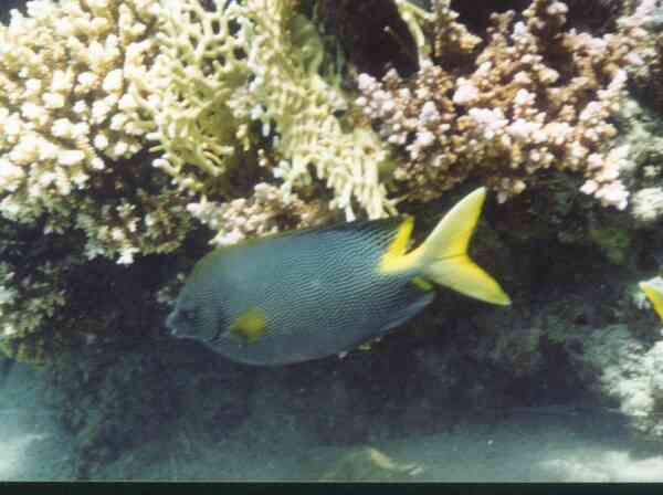 Rabbitfish - Stellate Rabbitfish