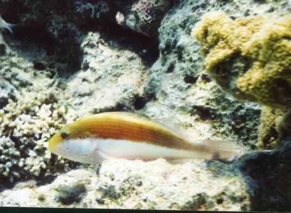 Hawkfish - Blackside Hawkfish