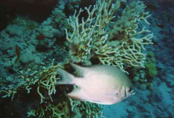 Damselfish - Whitebelly Damselfish