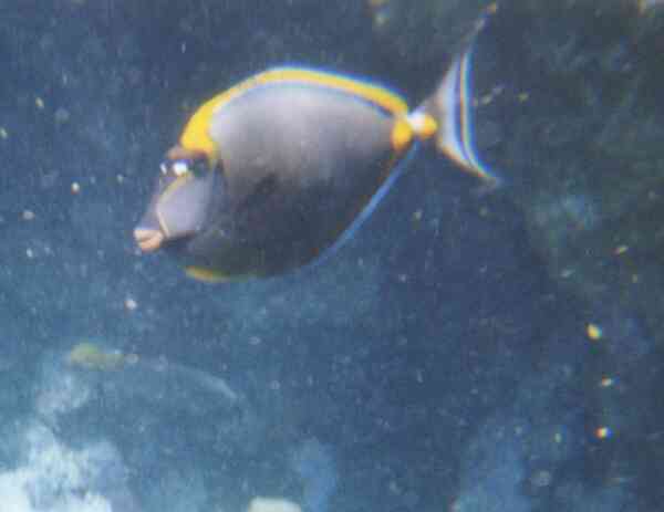 Surgeonfish - Elegant Unicornfish Surgeonfish - Elegant Unicornfish