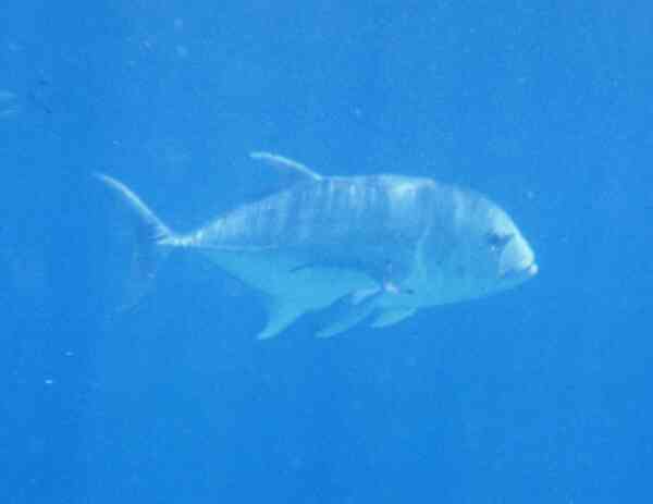 Jacks - Bluefin Trevally