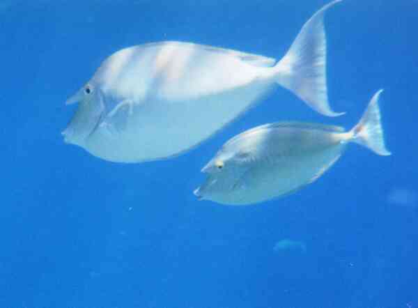 Surgeonfish - Whitemargin Unicornfish Surgeonfish - Whitemargin Unicornfish