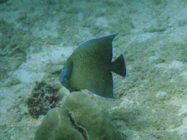 Angelfish - Semicircle Angelfish