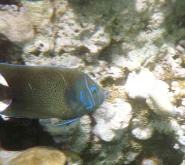 Angelfish - Semicircle Angelfish